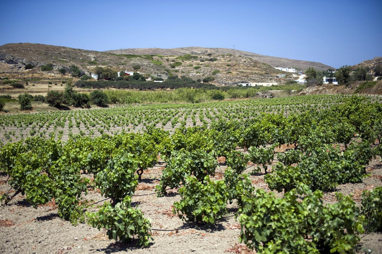 ポロニア Kostantakis Winery Estateゲストハウス エクステリア 写真